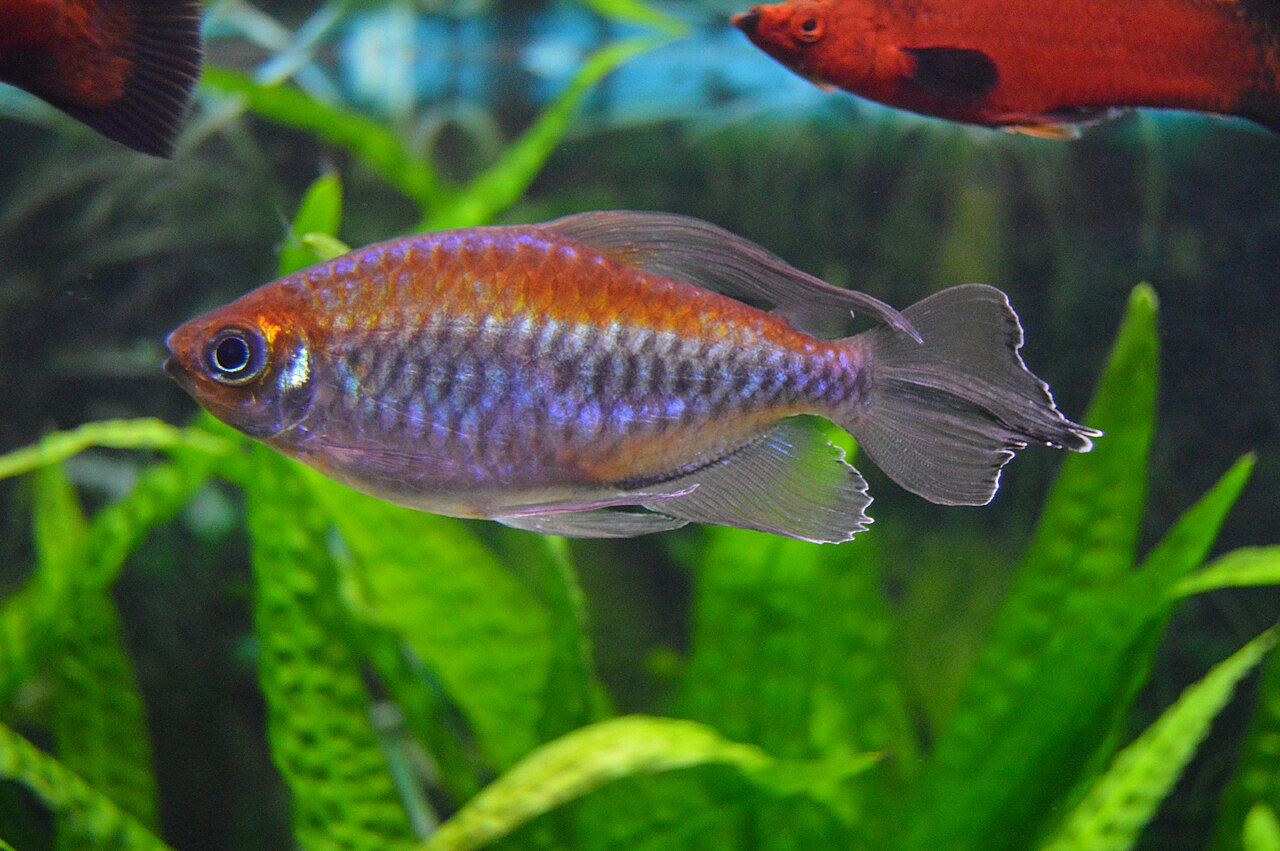Congo tetra