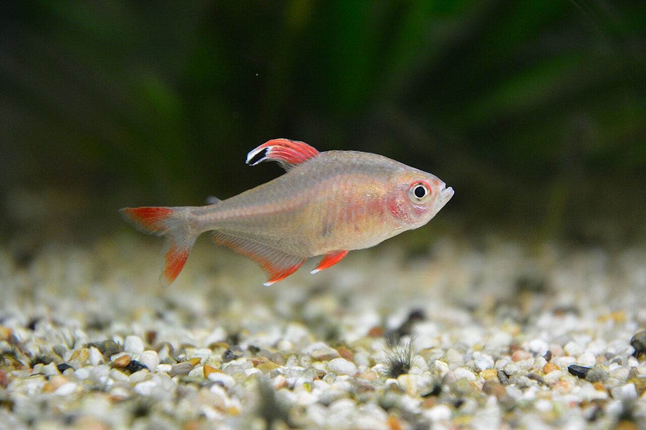 Rosy tetra