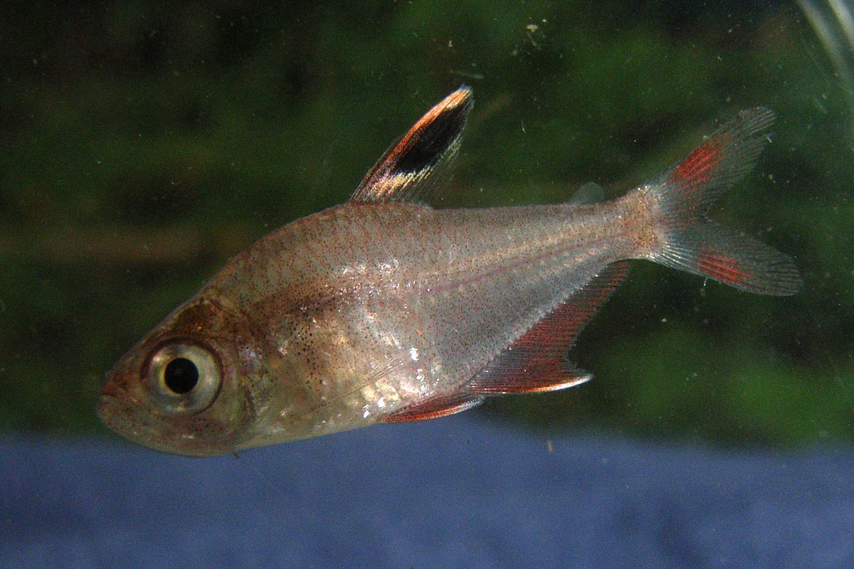 Rosy tetra
