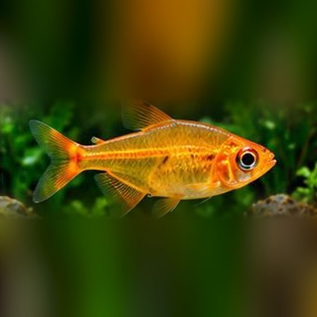 Ember tetra