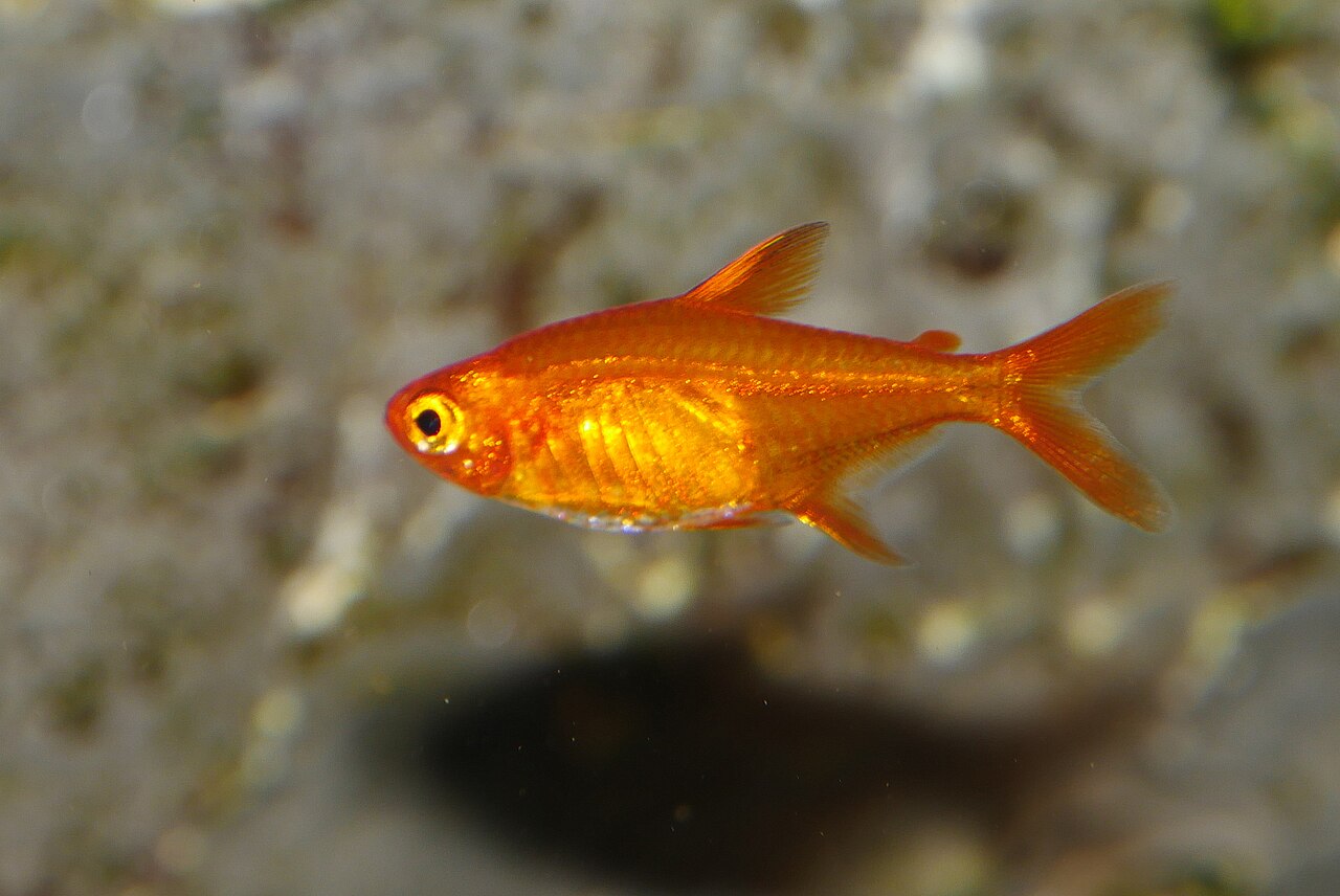 Ember tetra