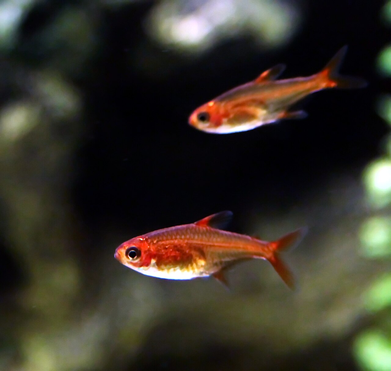Ember tetra