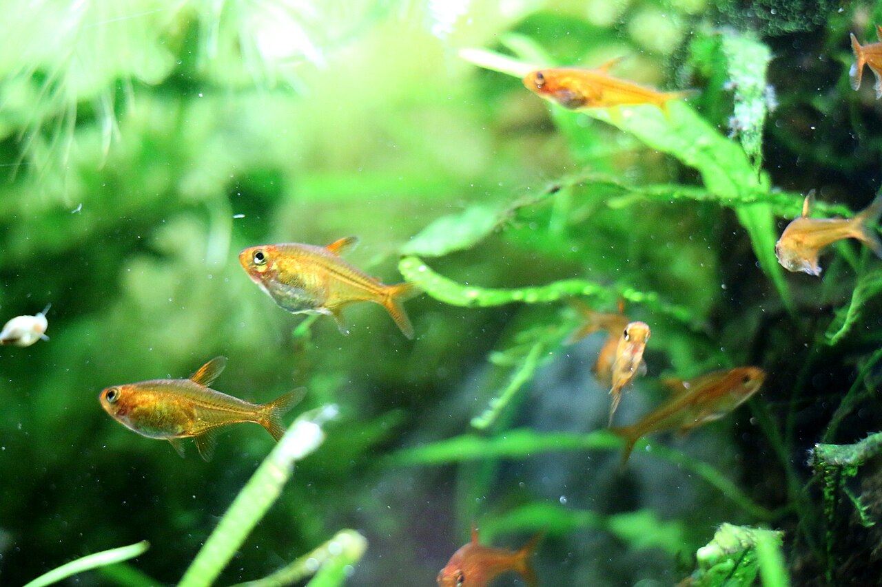 Ember tetra
