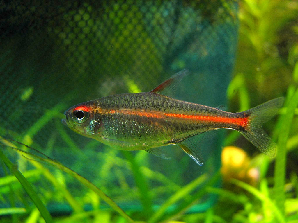 Glowlight tetra