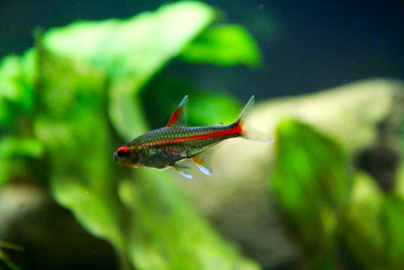 Glowlight tetra