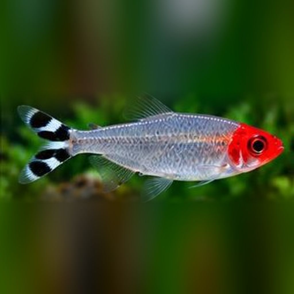 Rummy-nose tetra