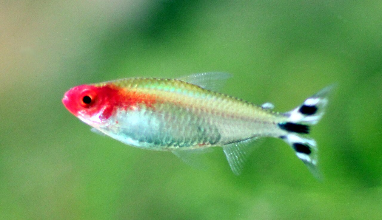 Rummy-nose tetra
