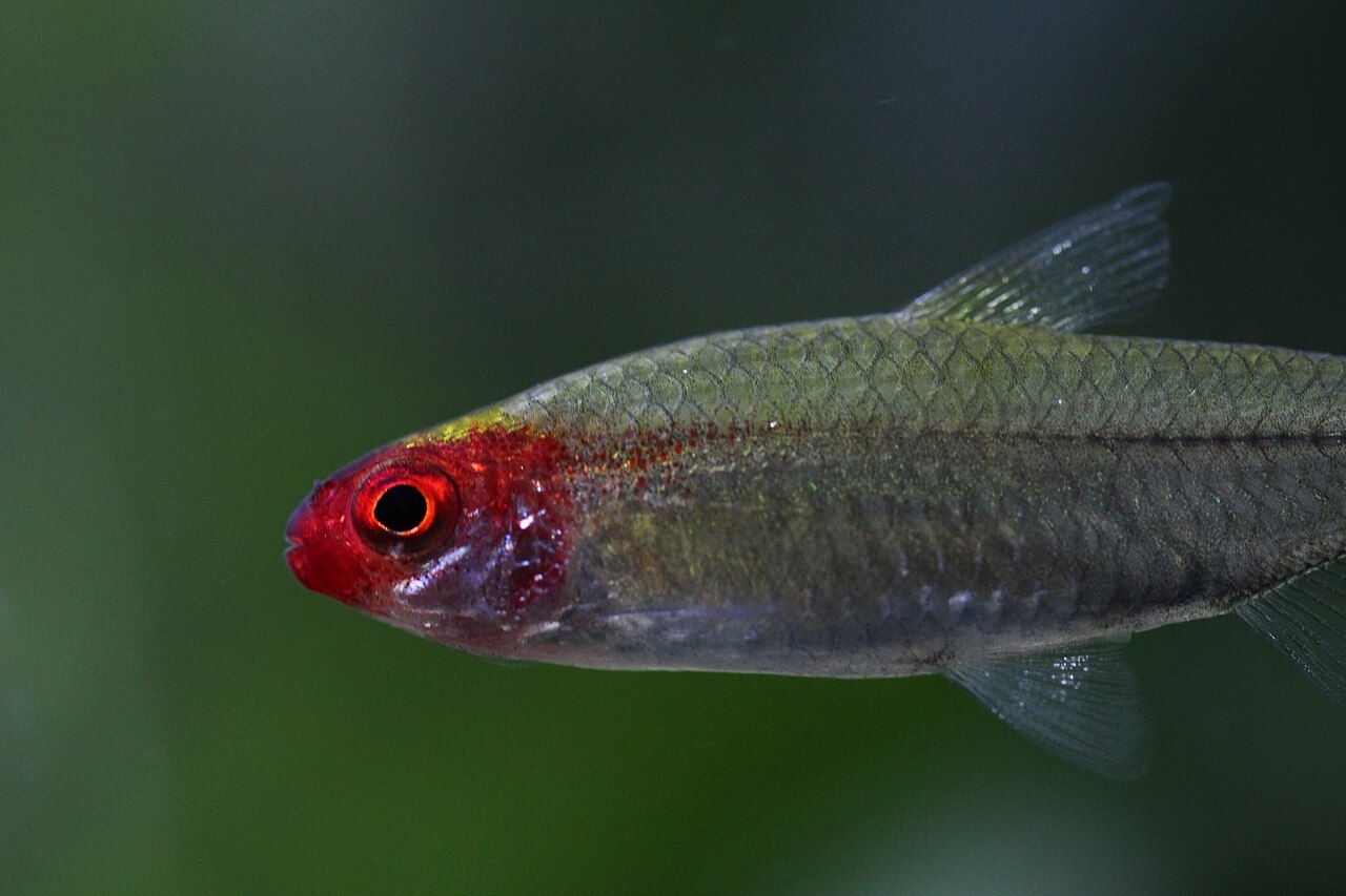 Rummy-nose tetra