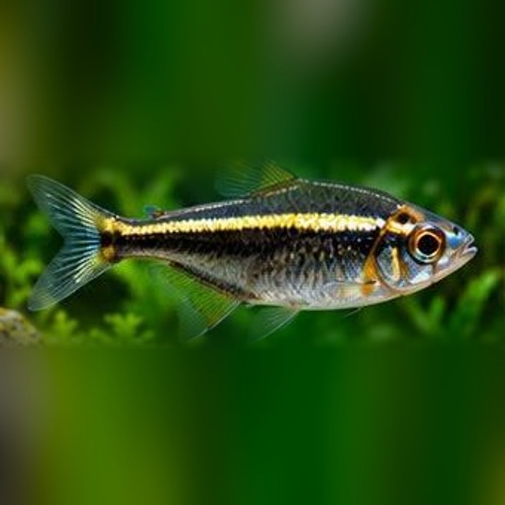 Black neon tetra