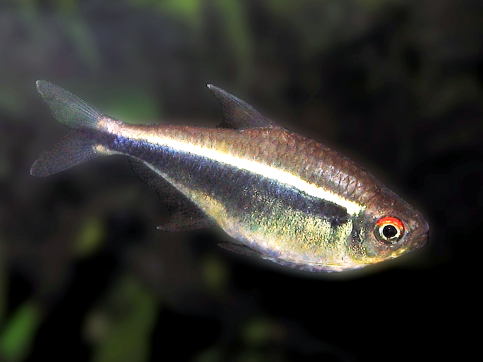 Black neon tetra