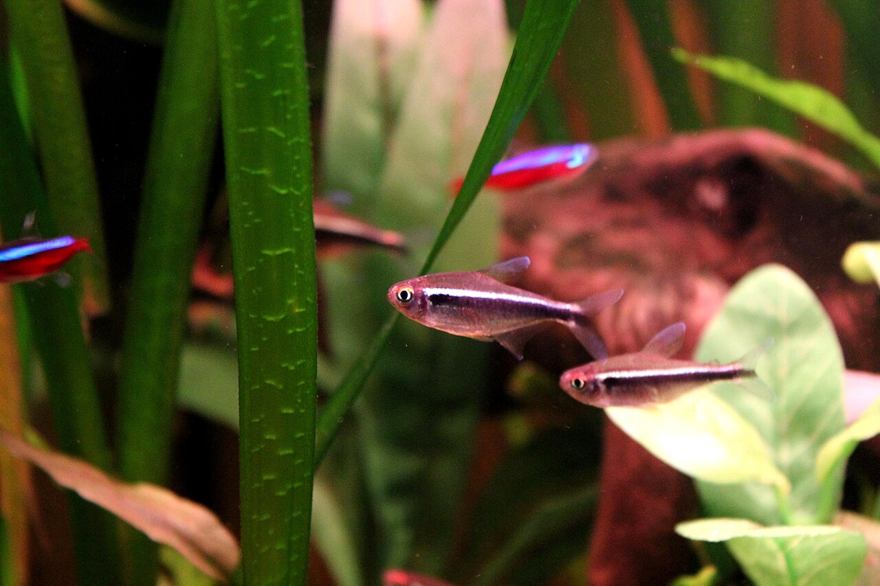 Black neon tetra