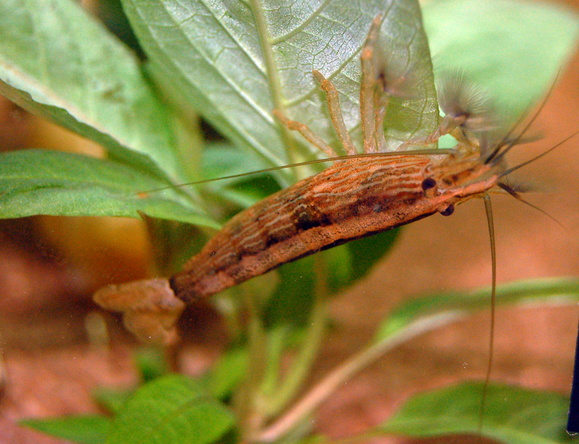 Bamboo shrimp