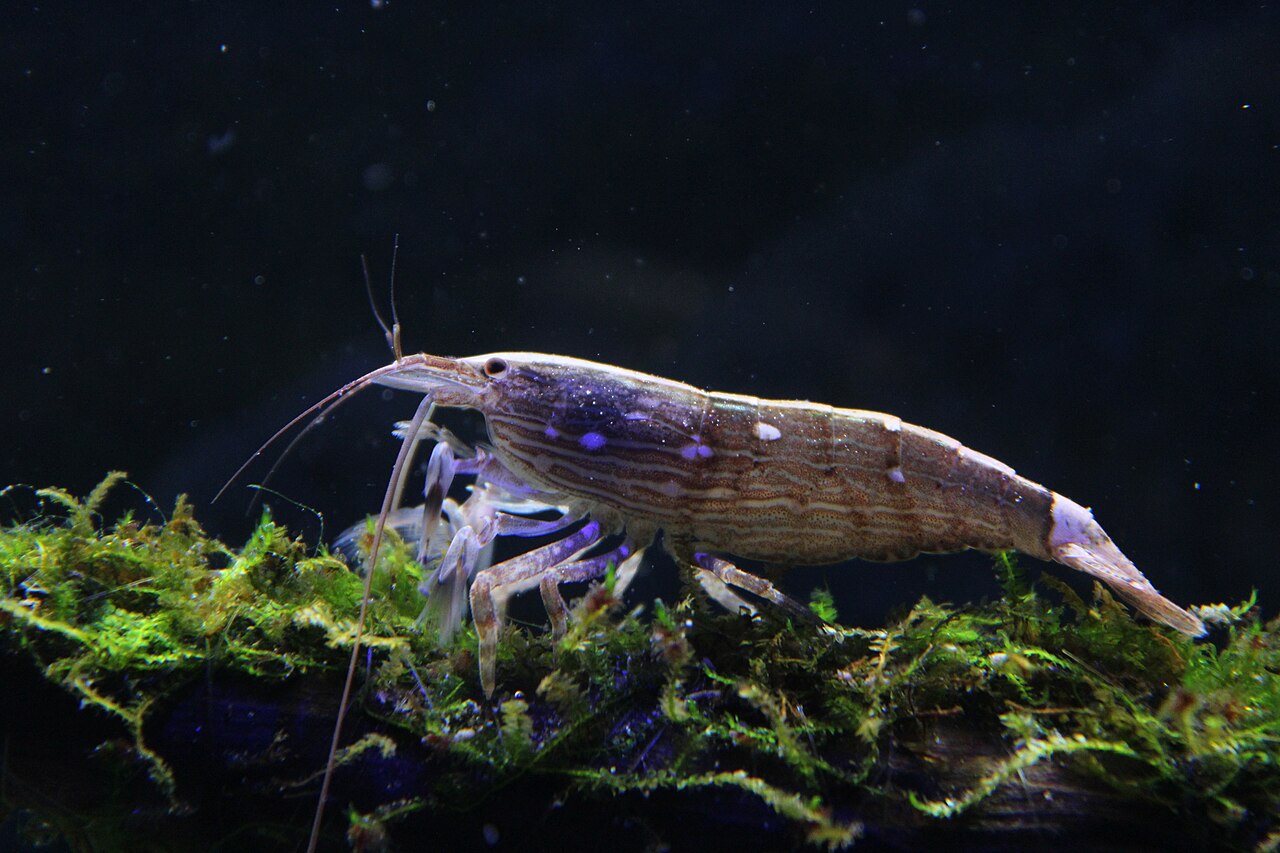 Bamboo shrimp