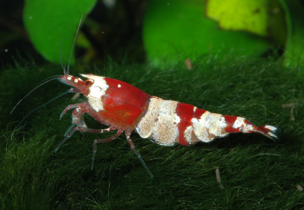 Bee shrimp