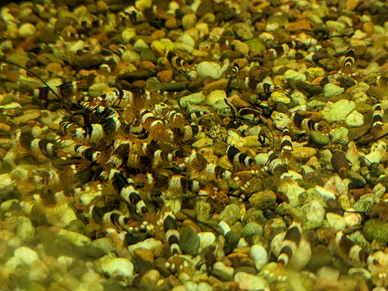 Bee shrimp