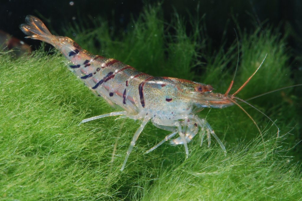 Tiger shrimp