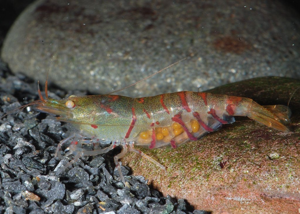 Tiger shrimp