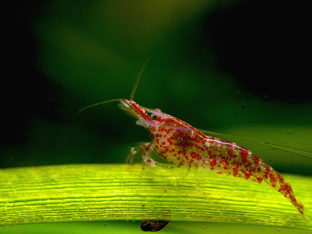 Cherry shrimp (Neocaridina davidi)