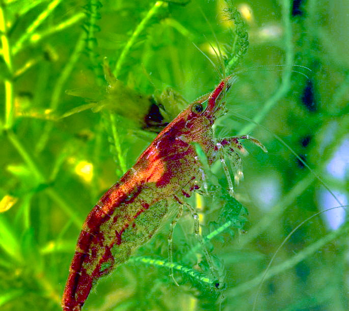 Cherry shrimp (Neocaridina davidi)