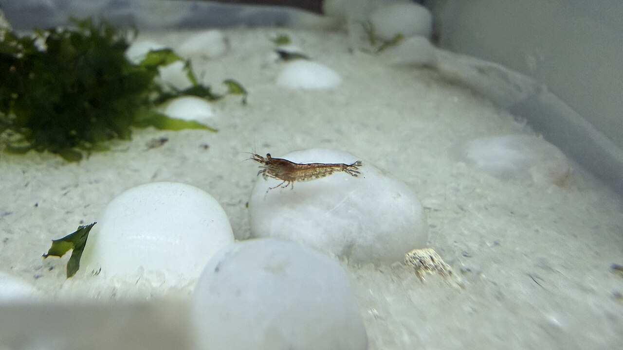 Cherry shrimp (Neocaridina davidi)