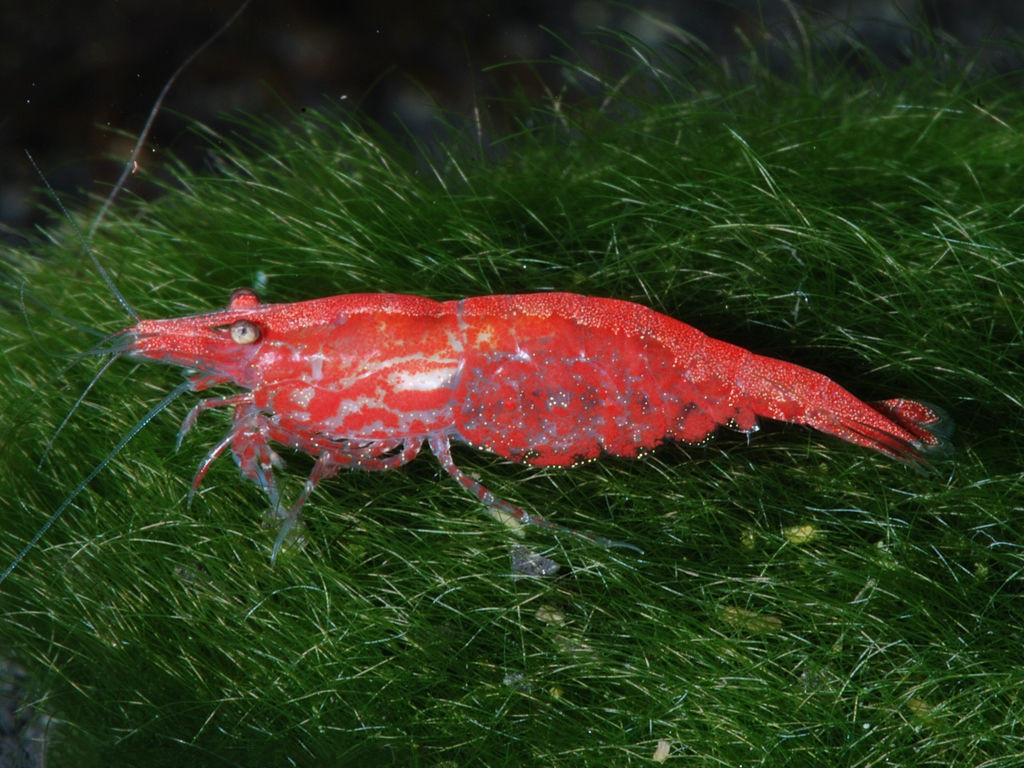 Red Cherry shrimp
