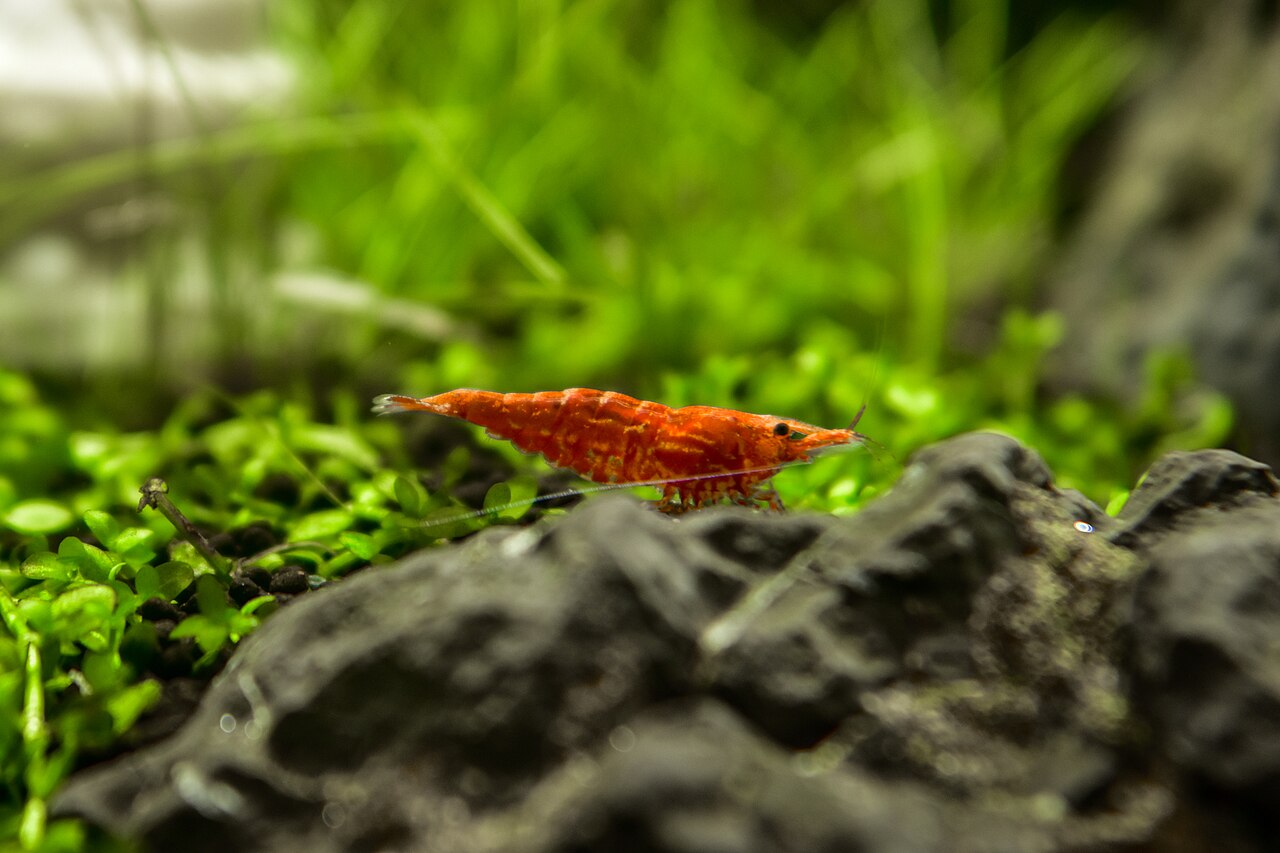 Red Cherry shrimp