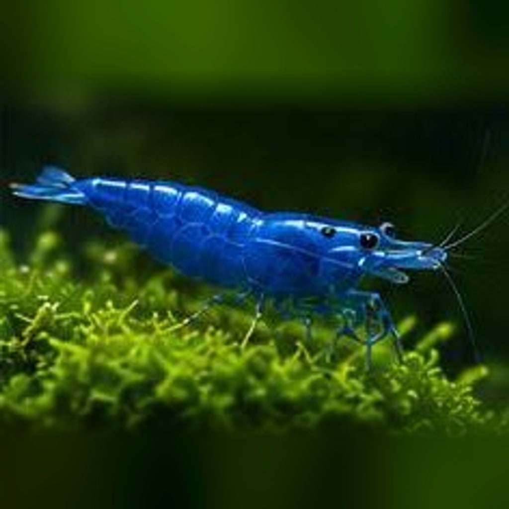 Blue Dream shrimp
