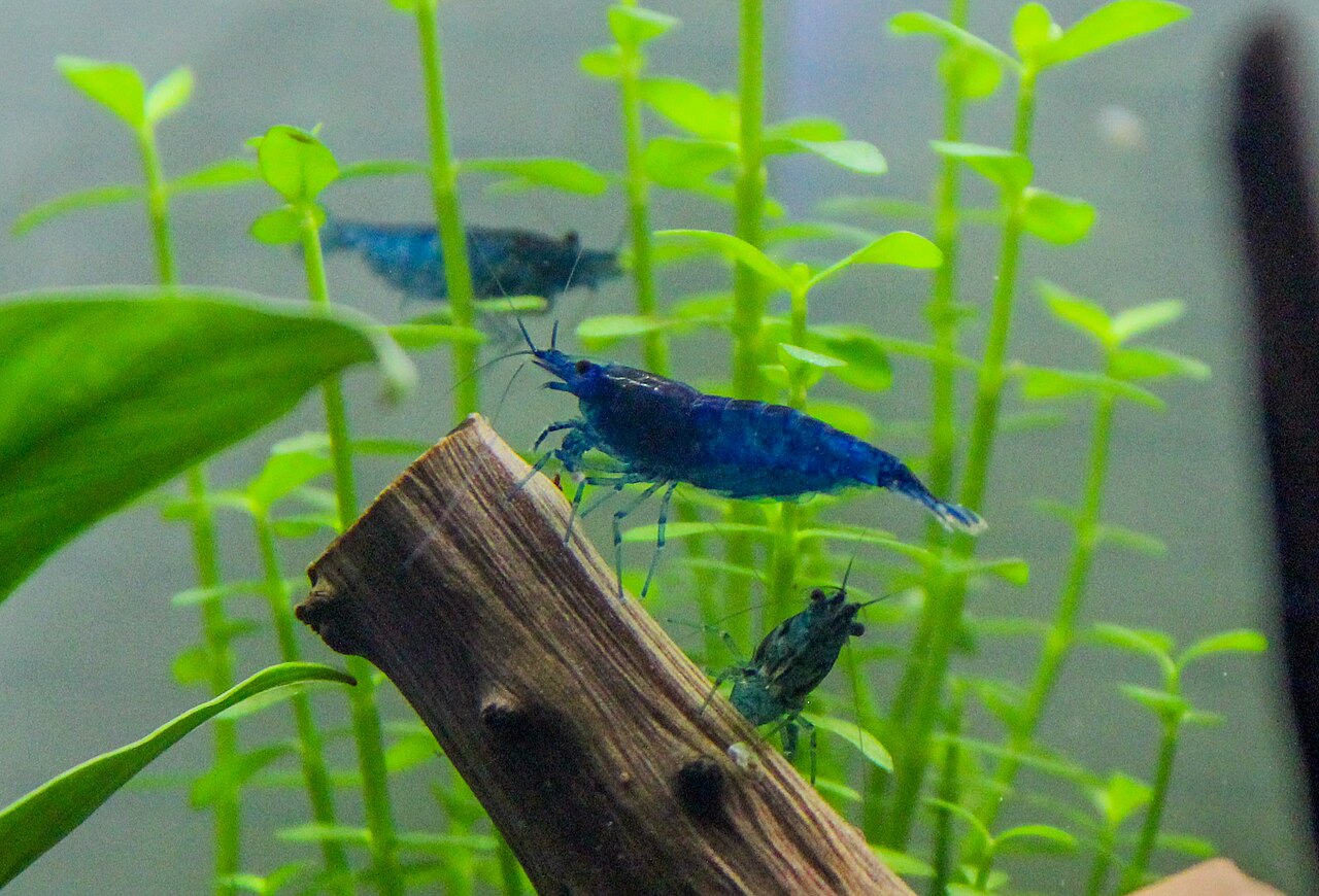 Blue Dream shrimp