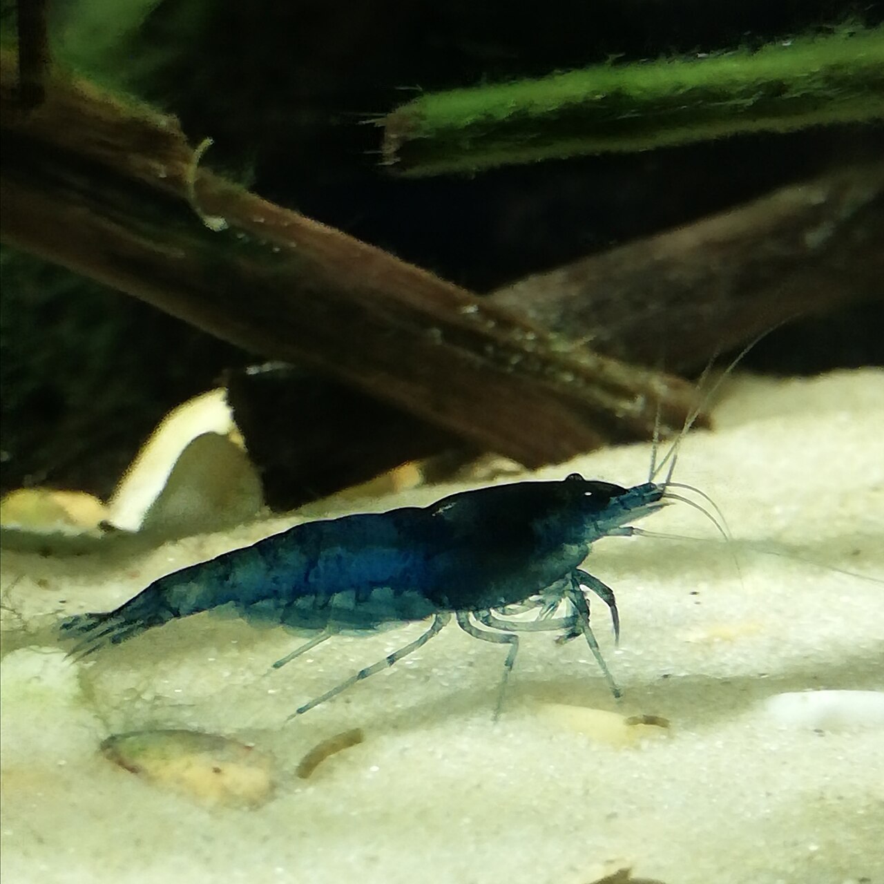 Blue Dream shrimp