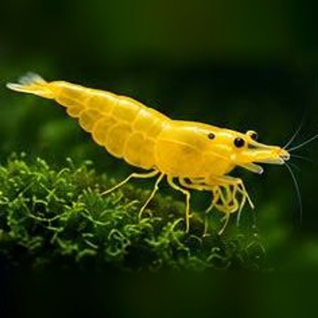 Yellow shrimp