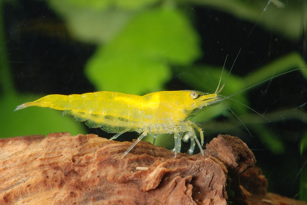 Yellow shrimp