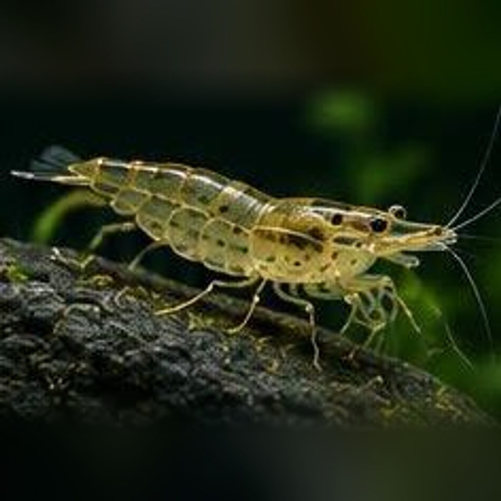 Amano shrimp
