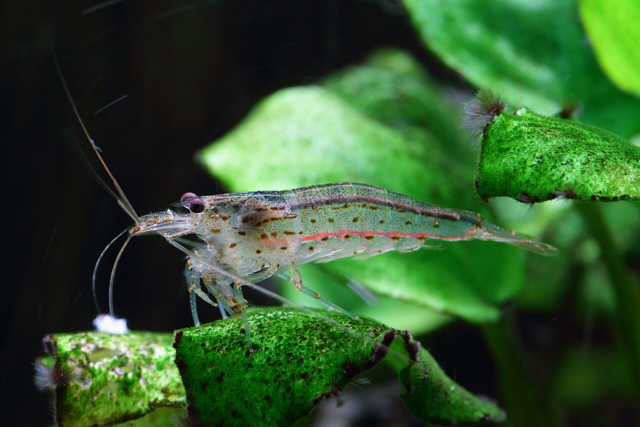 Amano shrimp