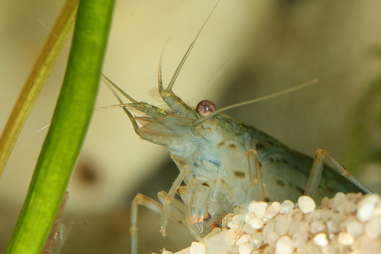 Amano shrimp