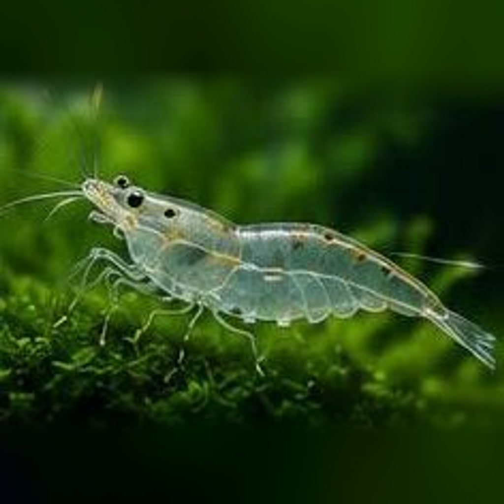 Ghost shrimp (glass shrimp)