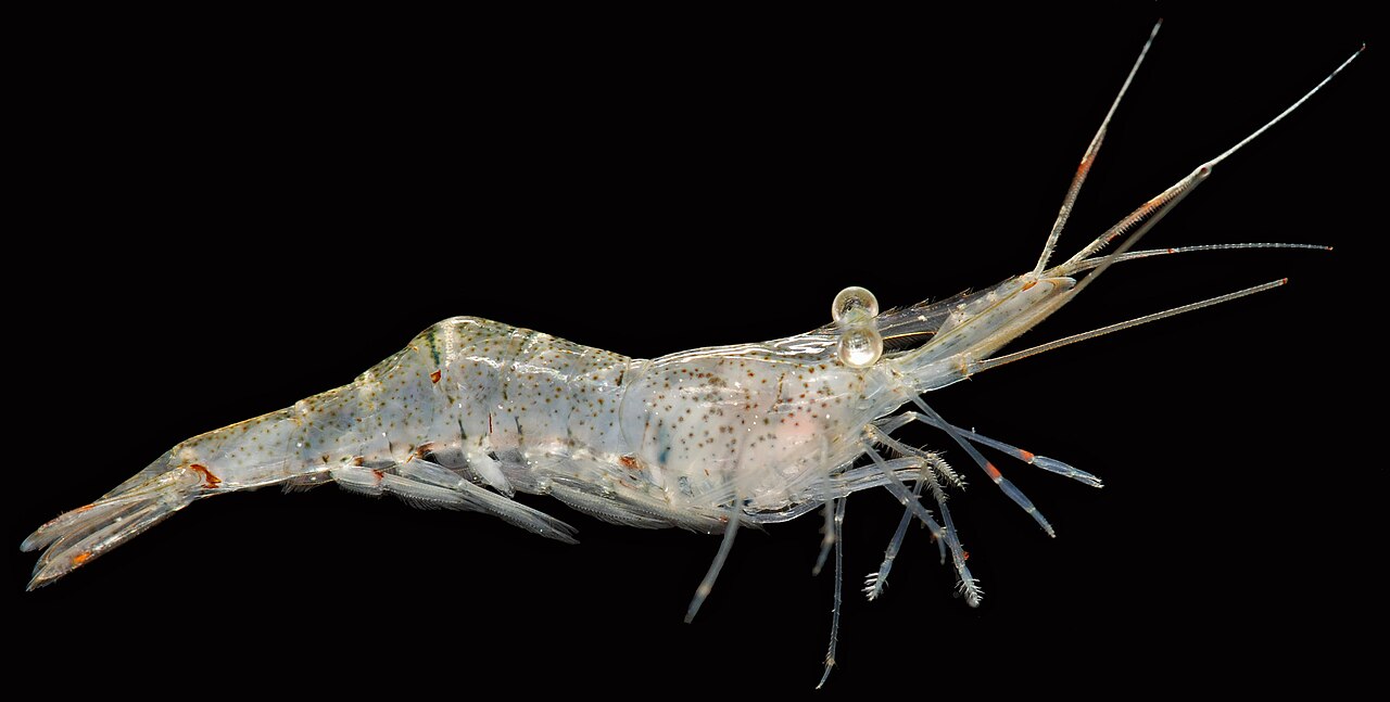 Ghost shrimp (glass shrimp)