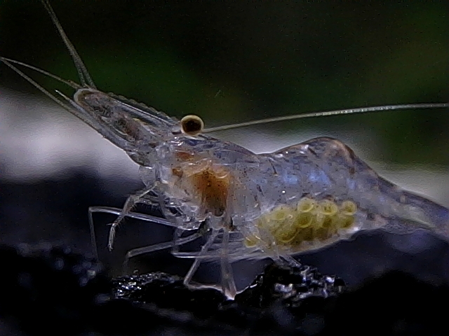 Ghost shrimp (glass shrimp)