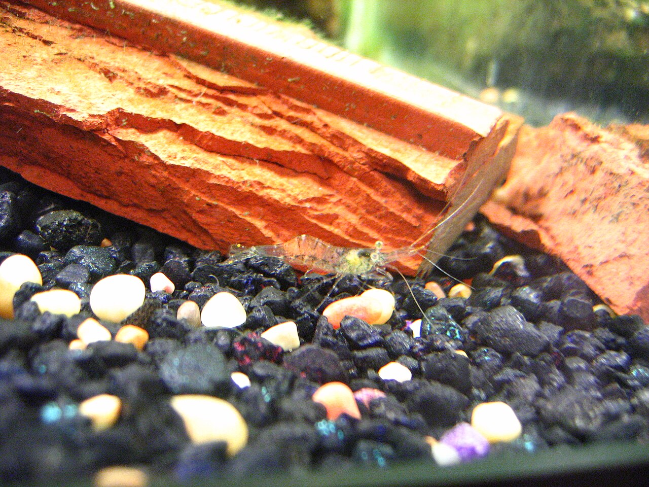 Ghost shrimp (glass shrimp)