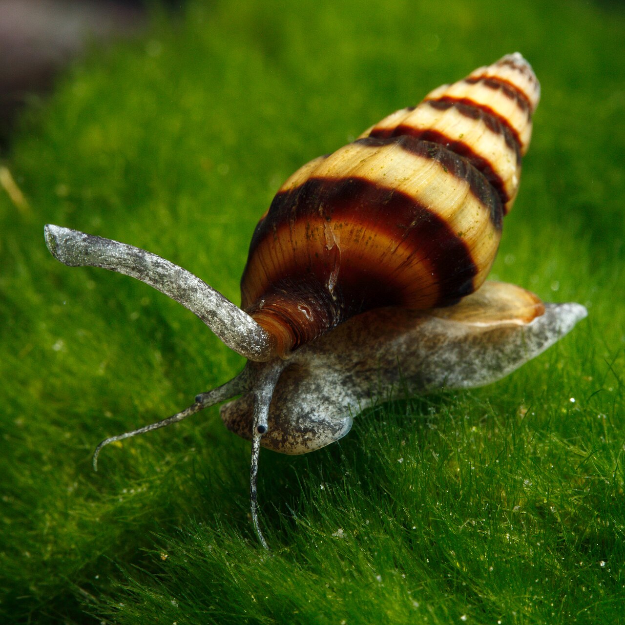 Assassin snail