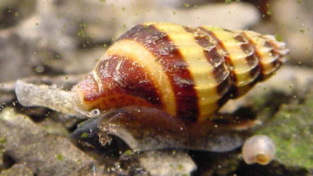 Assassin snail