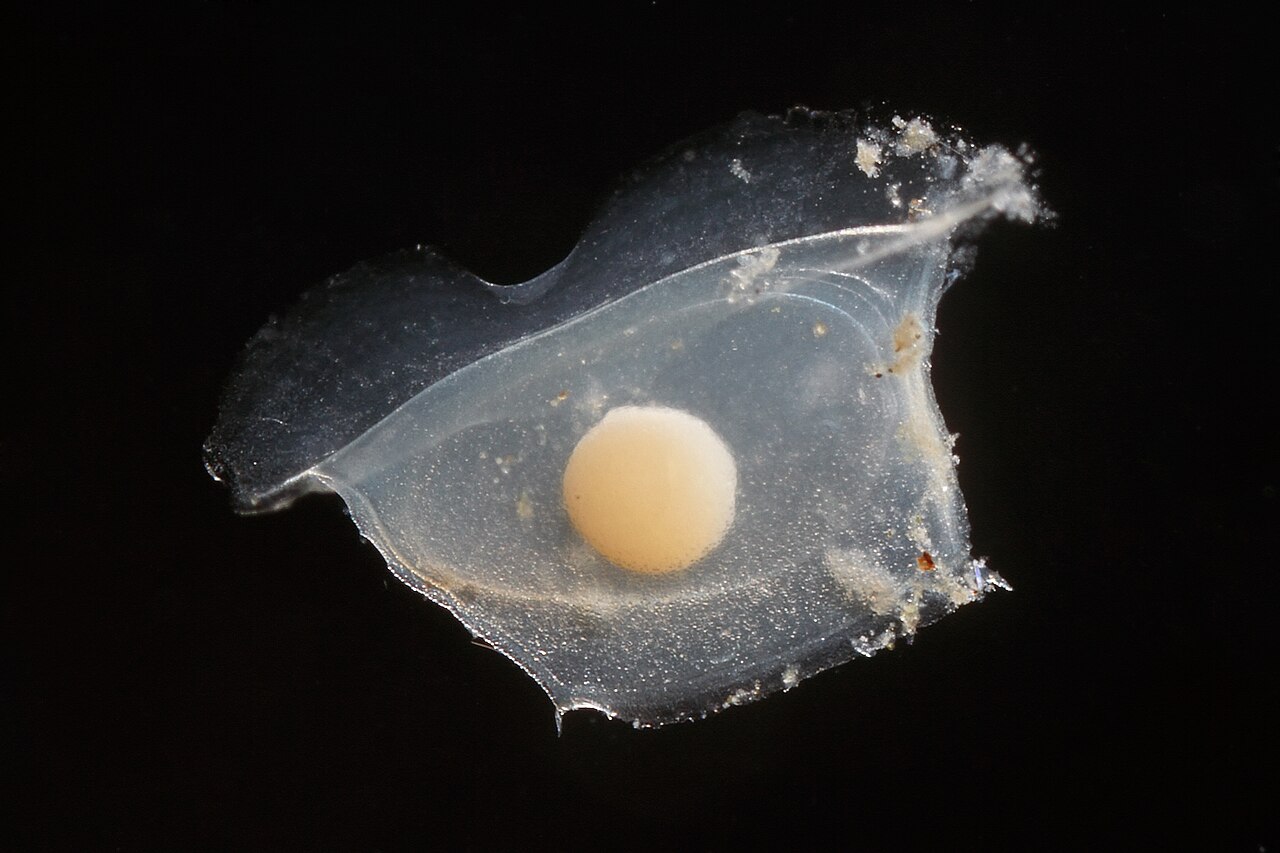 Assassin snail