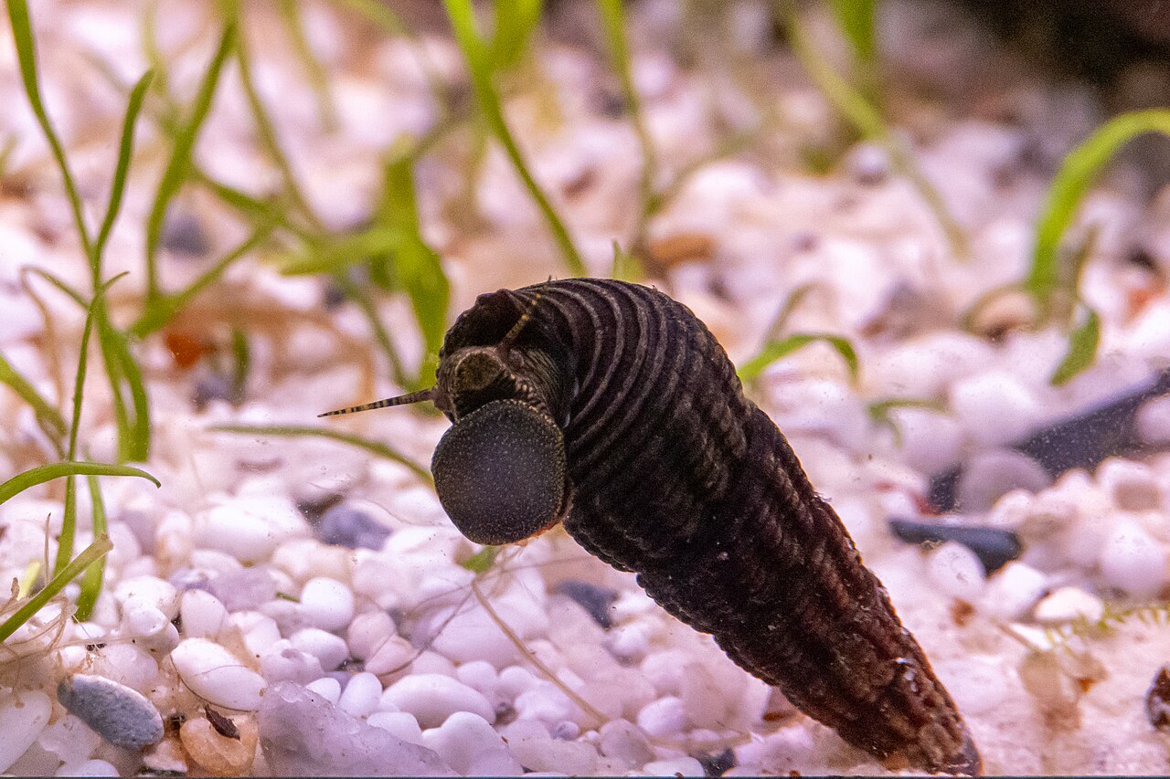 Rabbit snail