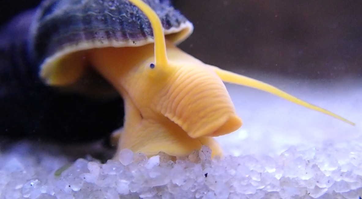 Rabbit snail