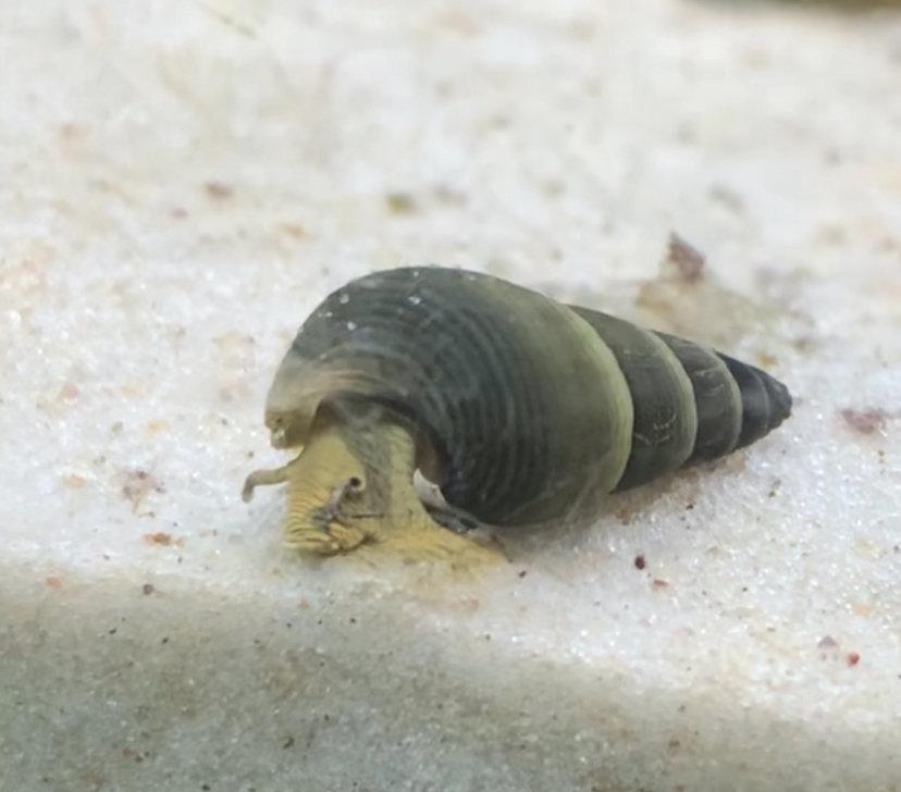 Rabbit snail