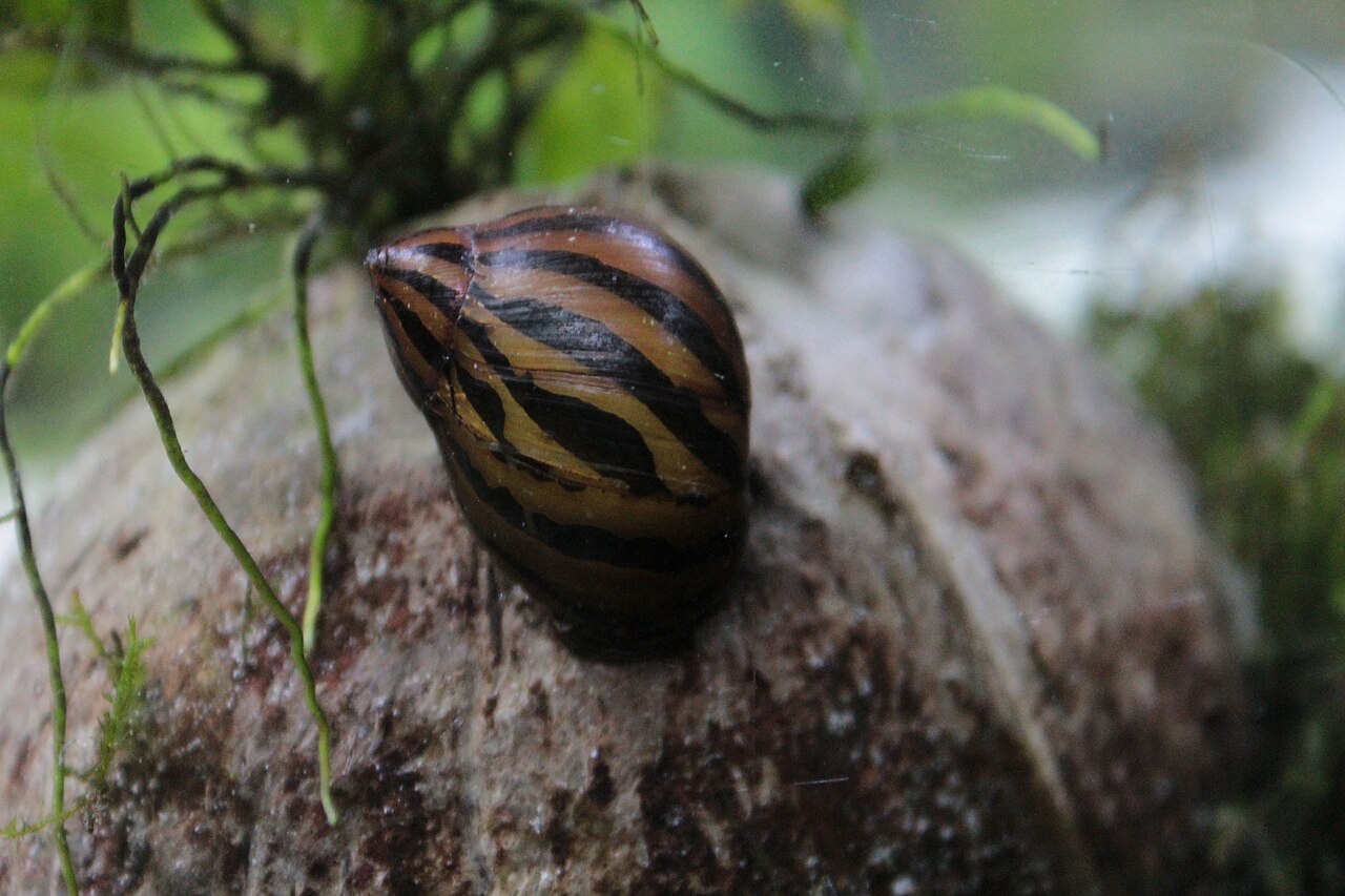 Nerite snail (zebra nerite)