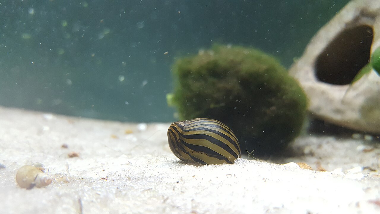 Nerite snail (zebra nerite)