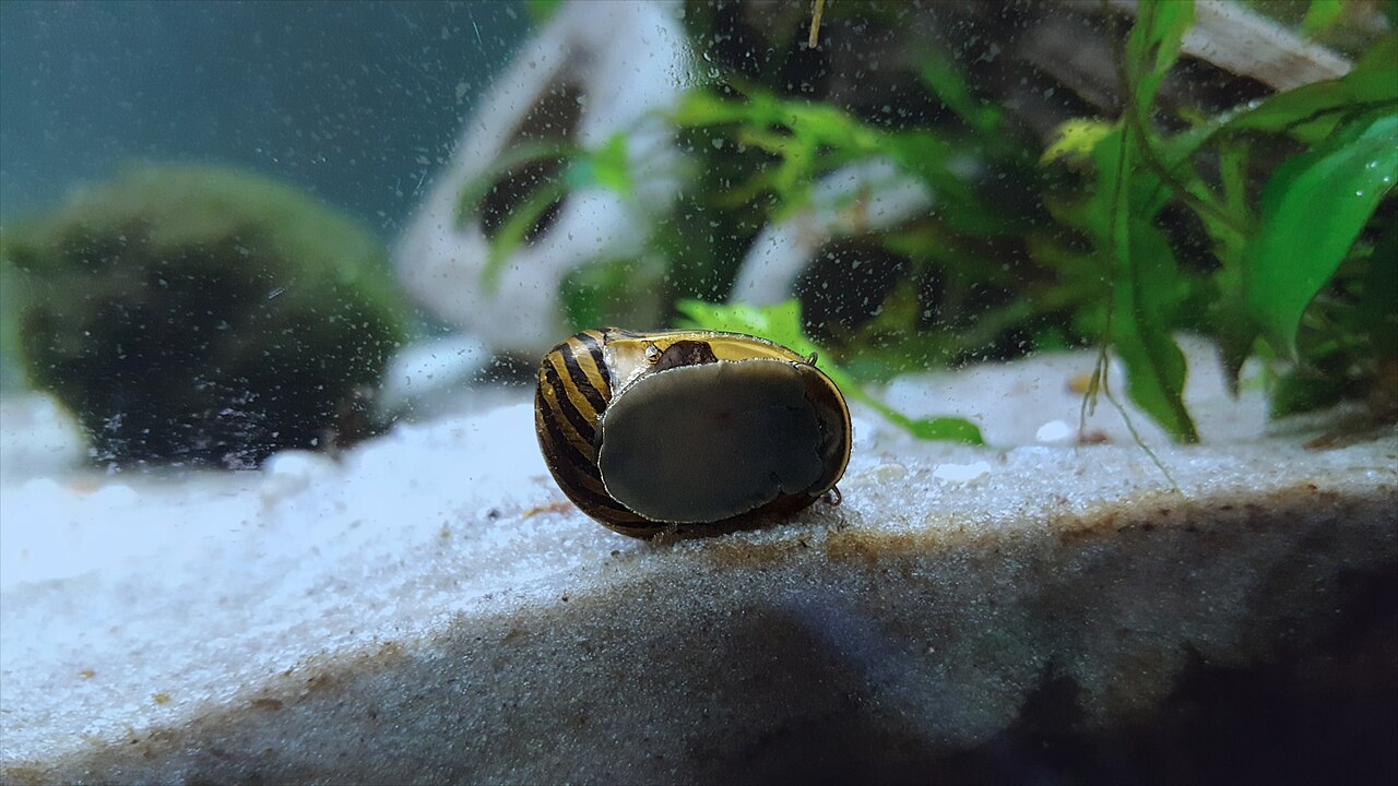 Nerite snail (zebra nerite)