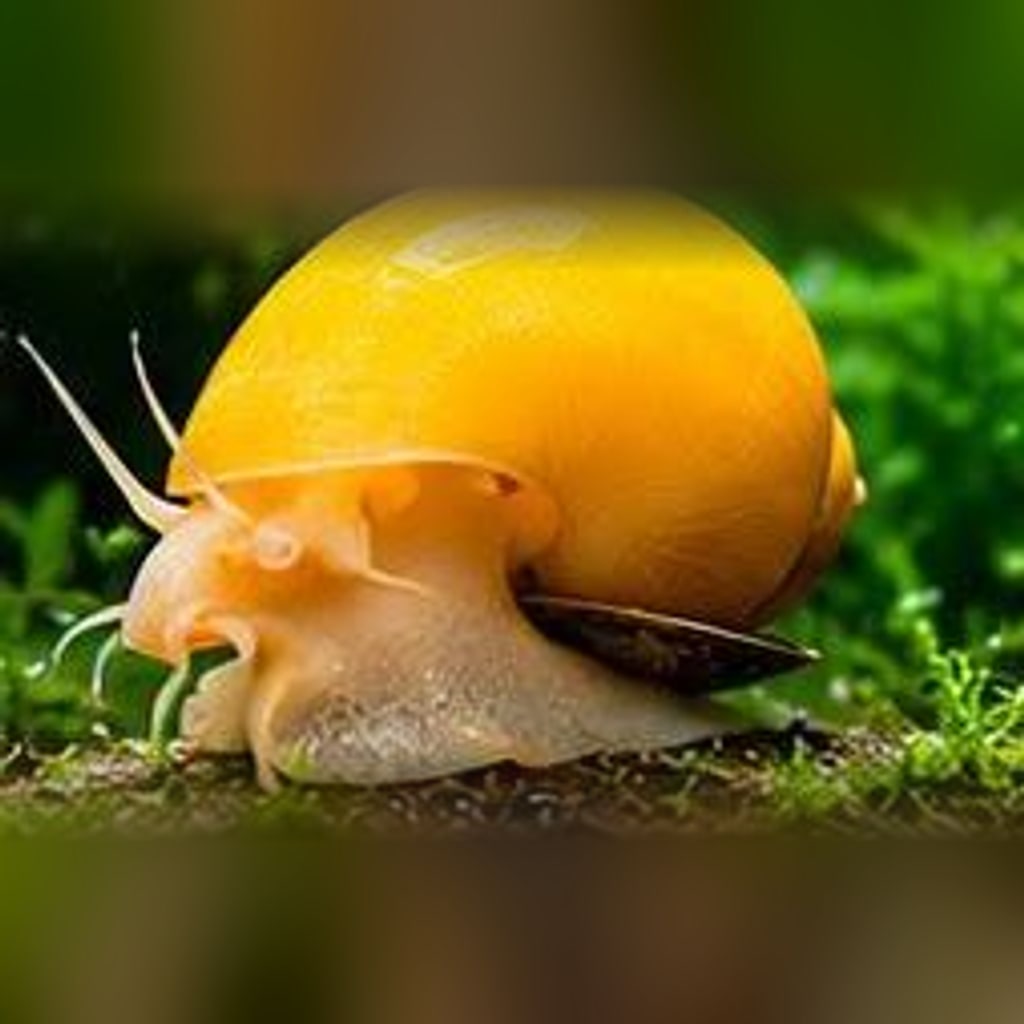 Mystery snail (Pomacea diffusa)