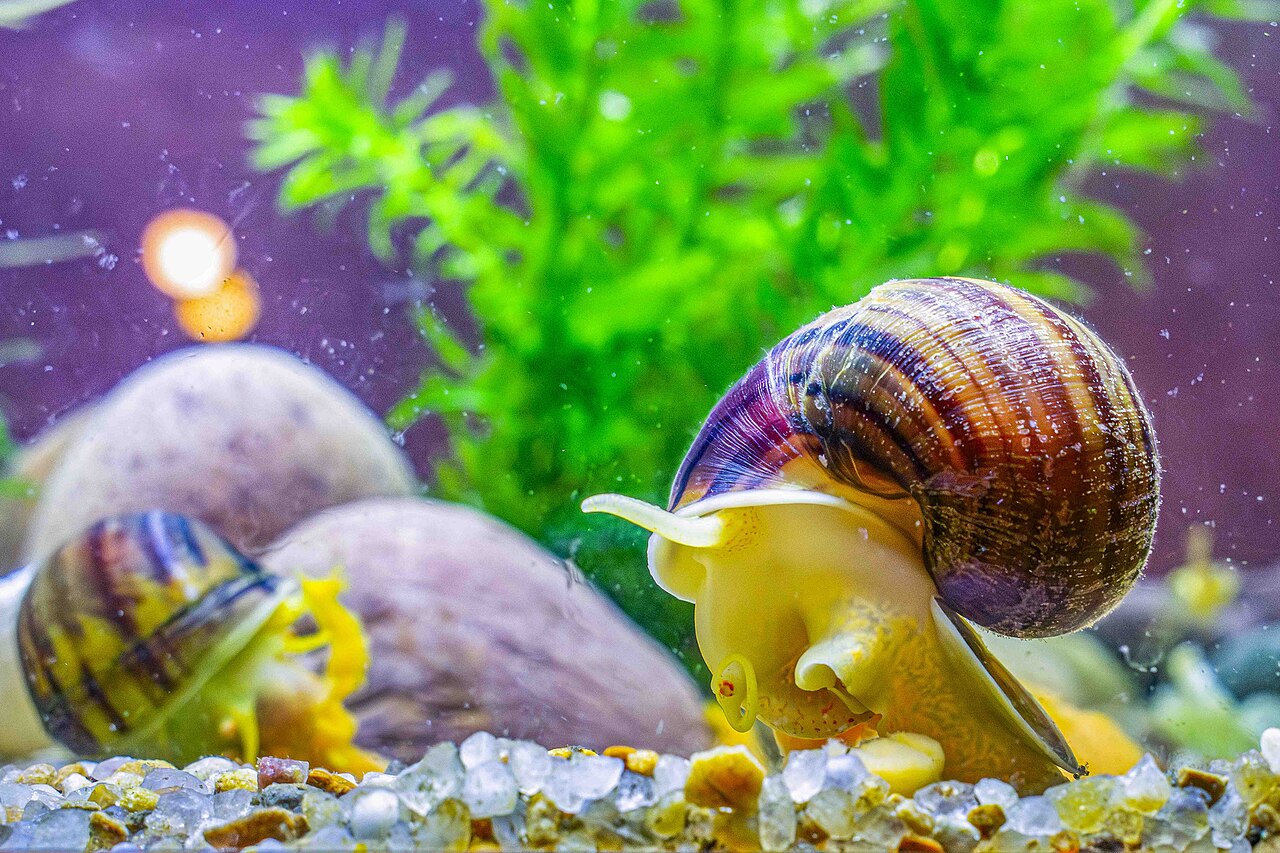 Mystery snail (Pomacea diffusa)