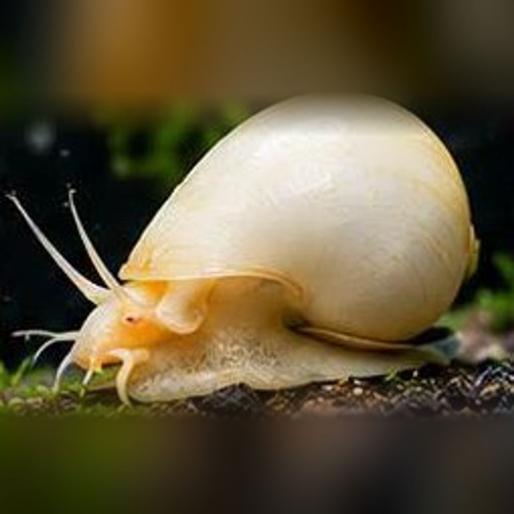 Ivory mystery snail